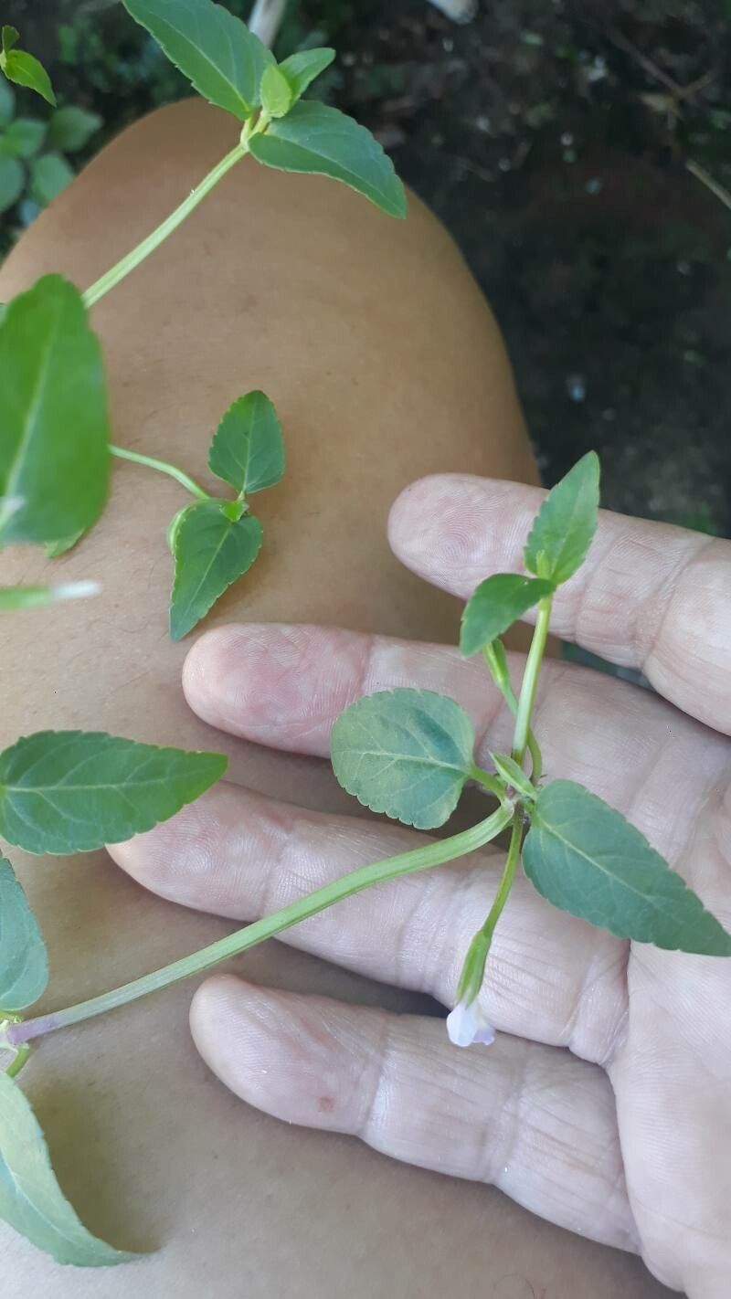 Torenia thouarsii bark