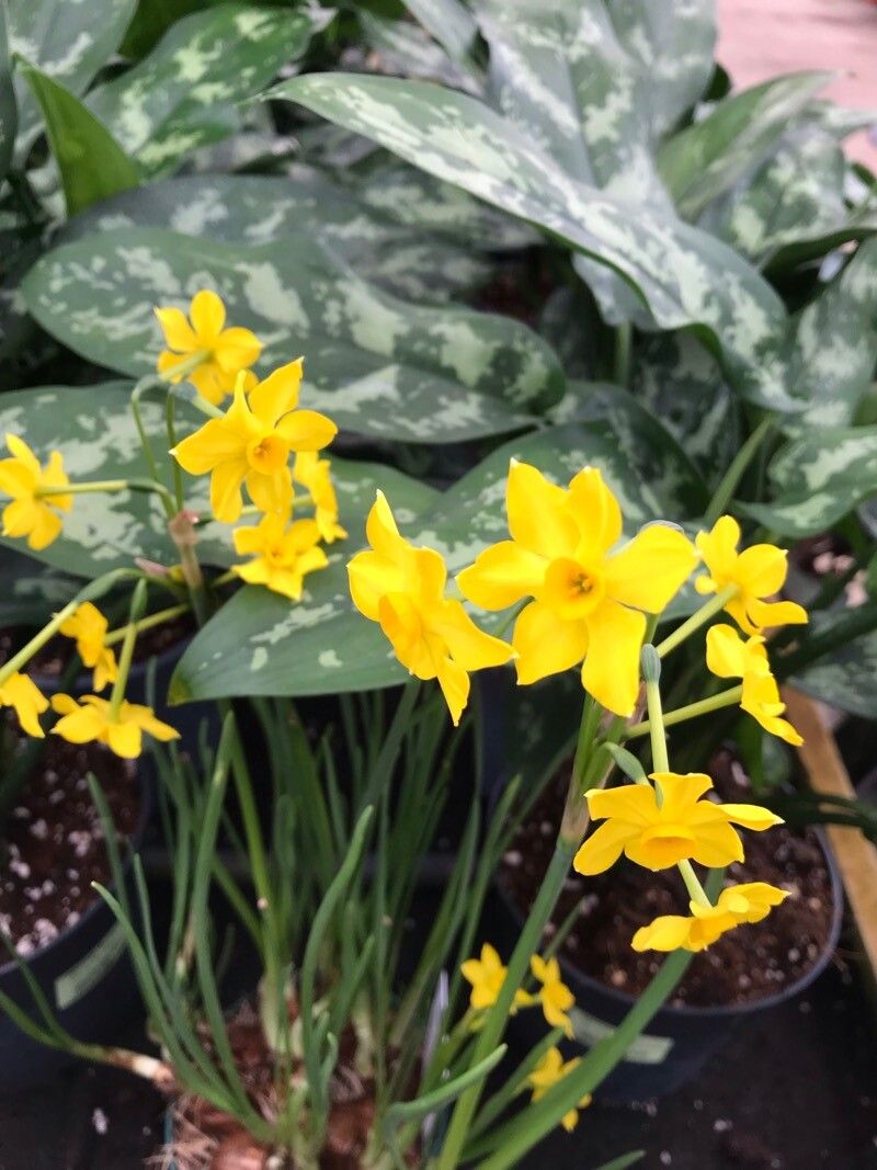 Narcissus × compressus flower