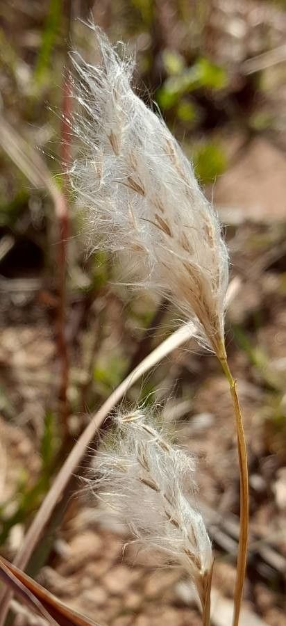 Bothriochloa barbinodis fruit