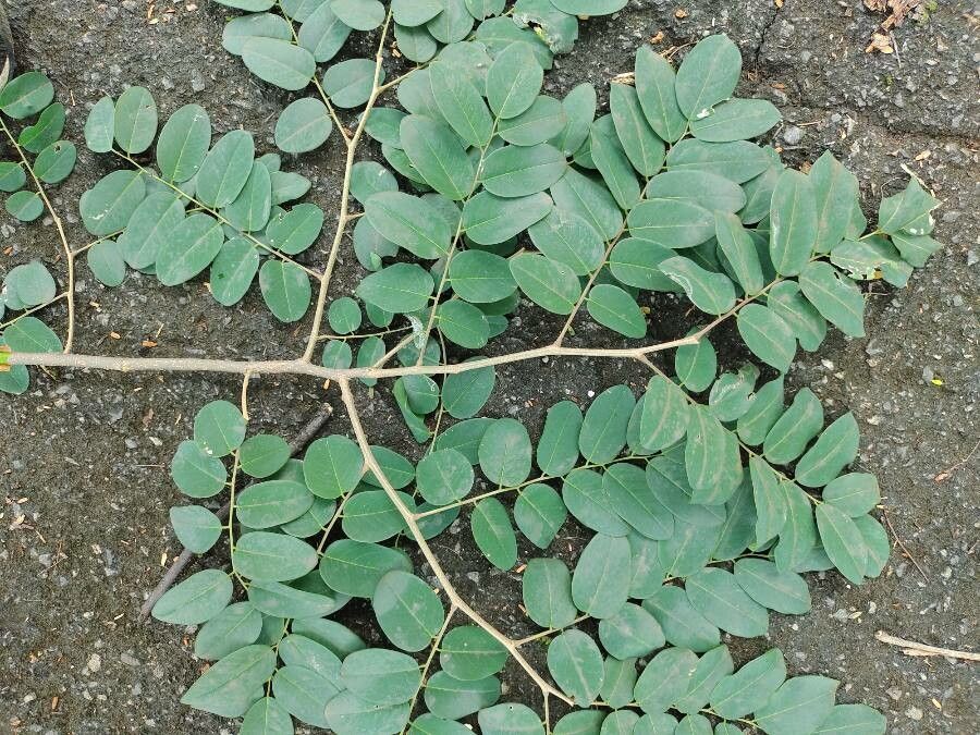 Amburana cearensis — search result for 'Peru to Bolivia'