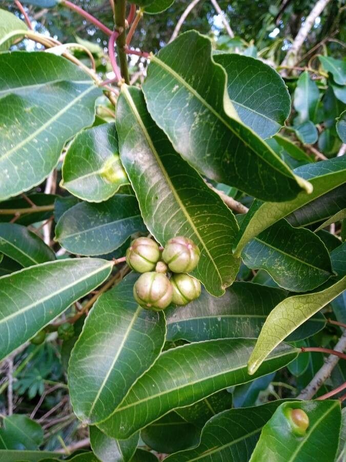 Sapium glandulosum fruit