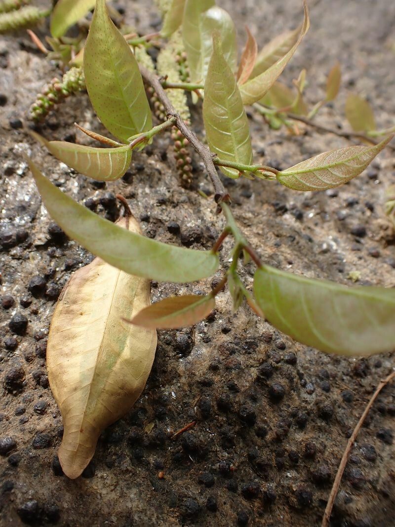 Hymenocardia ripicola — related species from the same genus