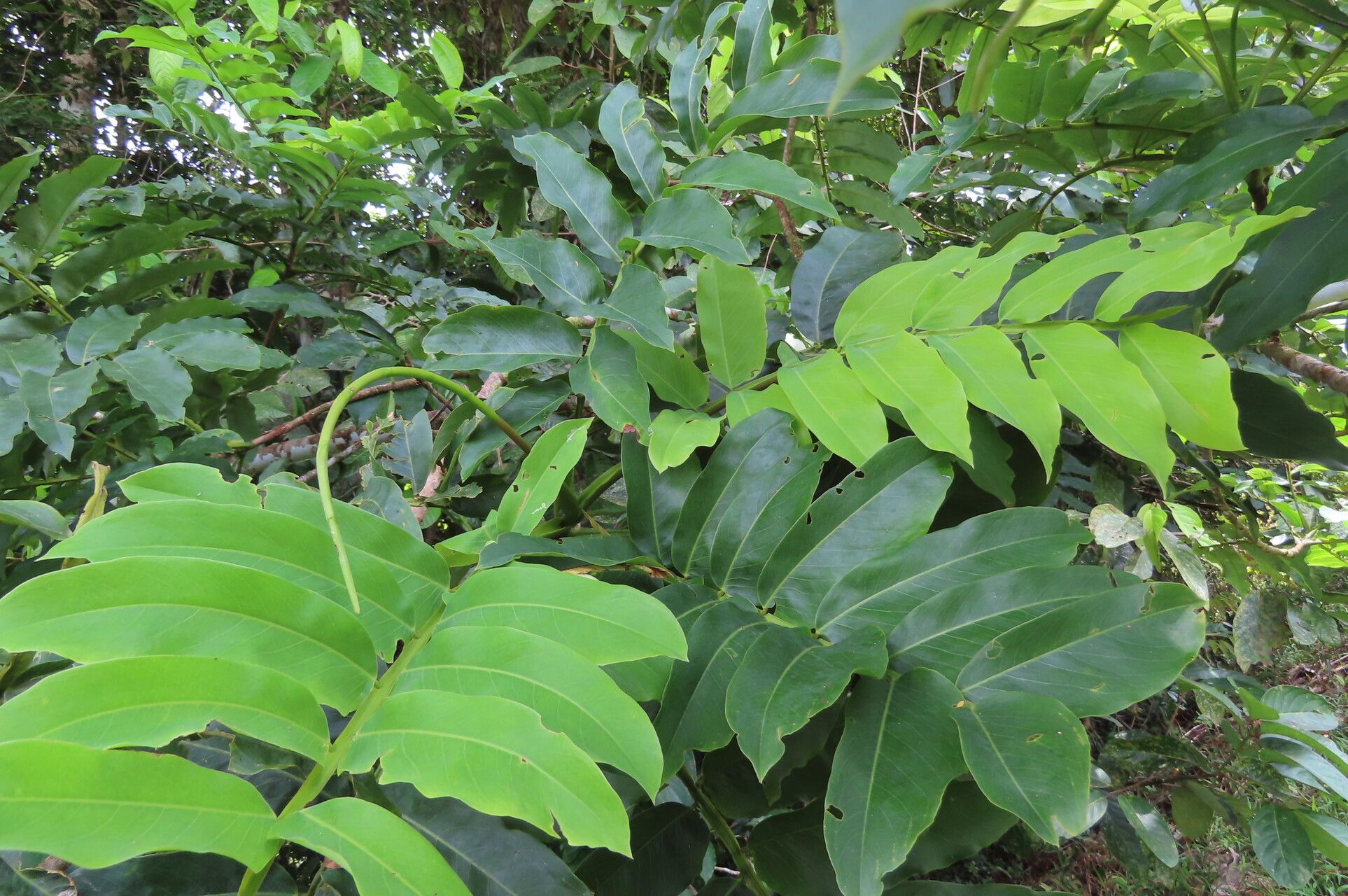 Dipteryx oleifera — related species from the same genus