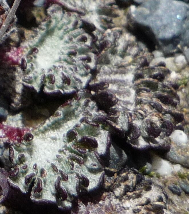 Nototriche obcuneata — related species from the same genus