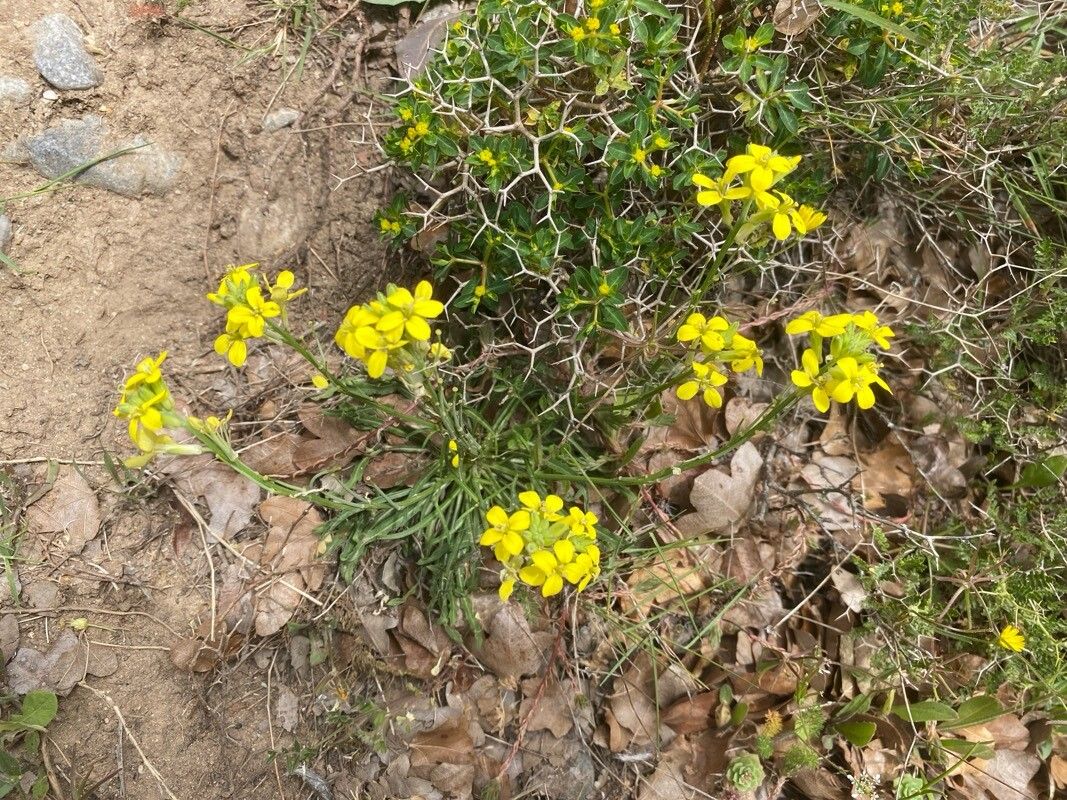 Erysimum raulinii habit