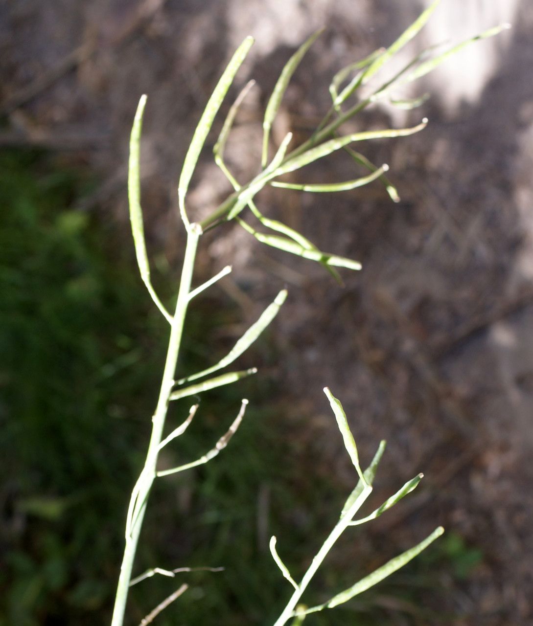 Conringia orientalis fruit