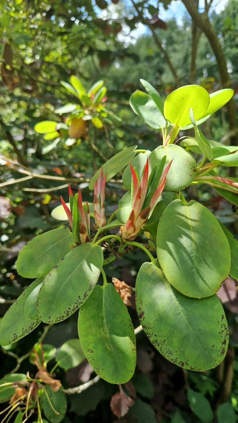 Rhododendron hemsleyanum — houseplant care guide