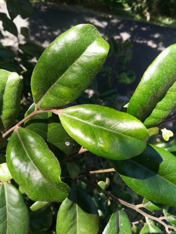 Diospyros impolita — houseplant care guide