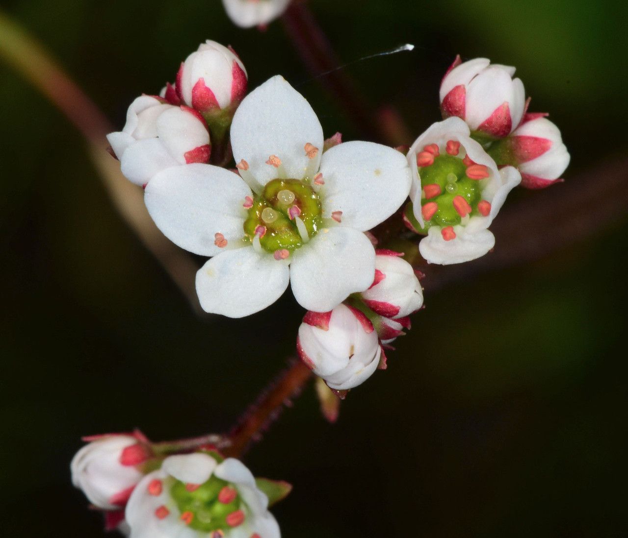 Micranthes californica flower
