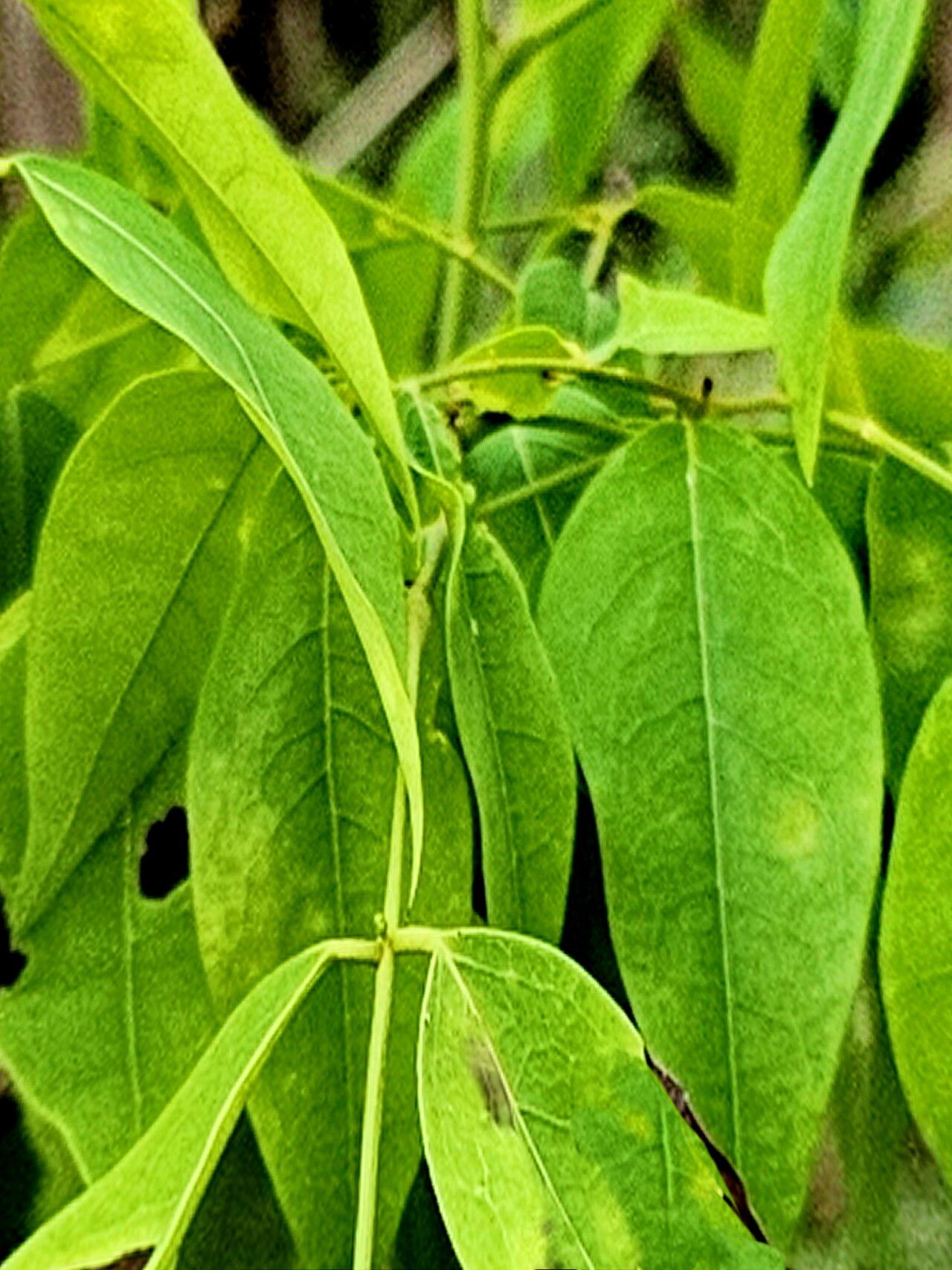 Archidendron grandiflorum — related species from the same genus