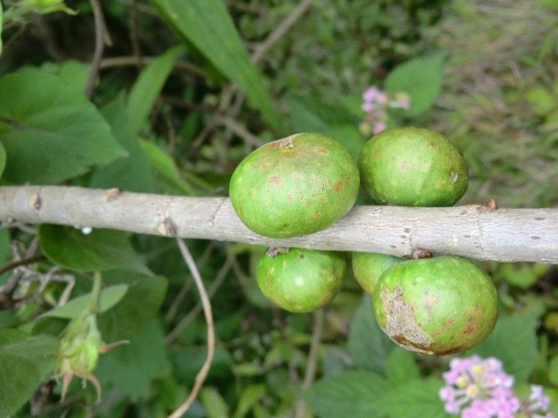 Ficus reflexa fruit
