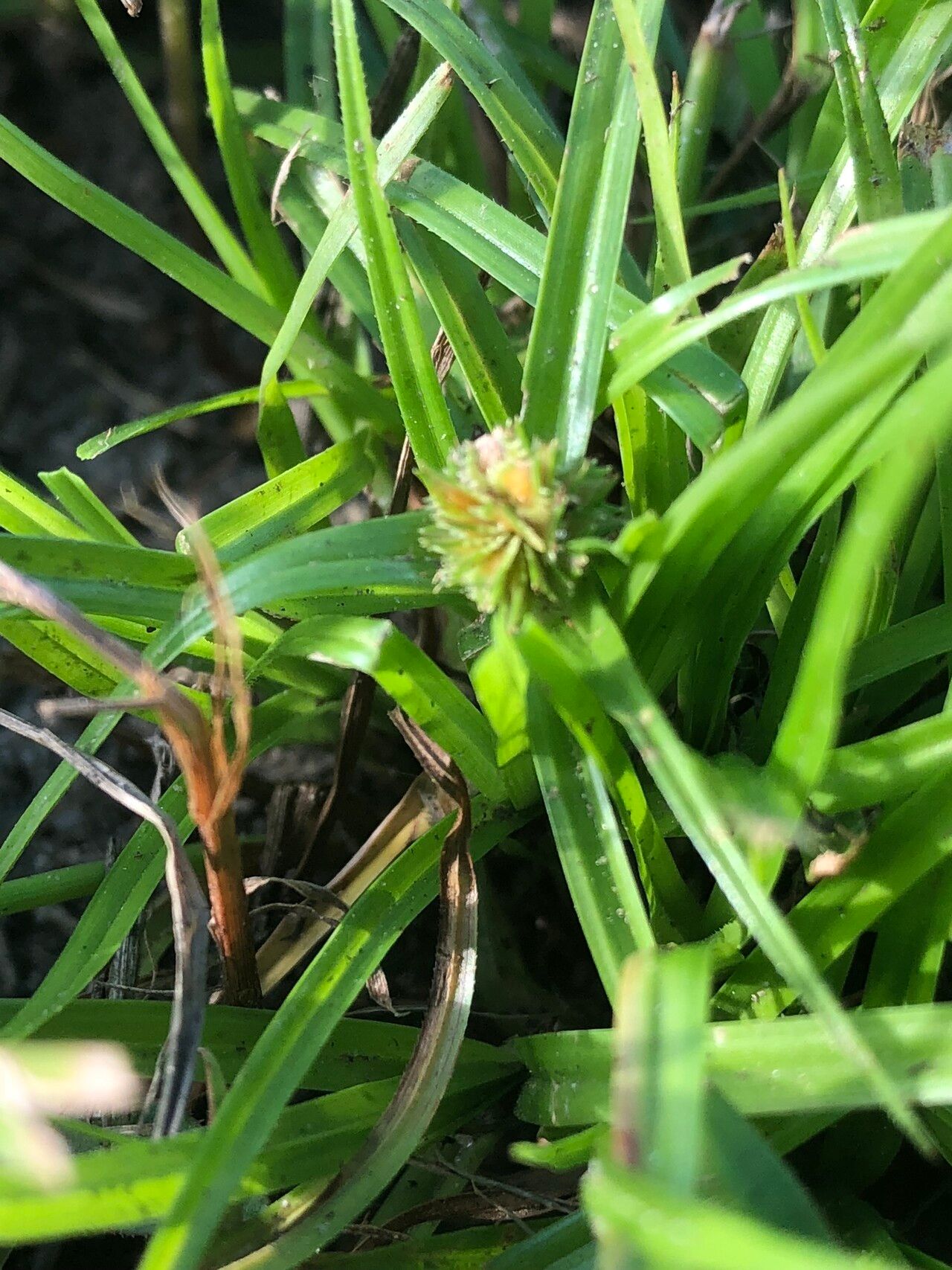 Cyperus metzii — search result for 'Cyperus'