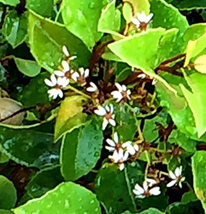 Olearia arborescens — related species from the same genus