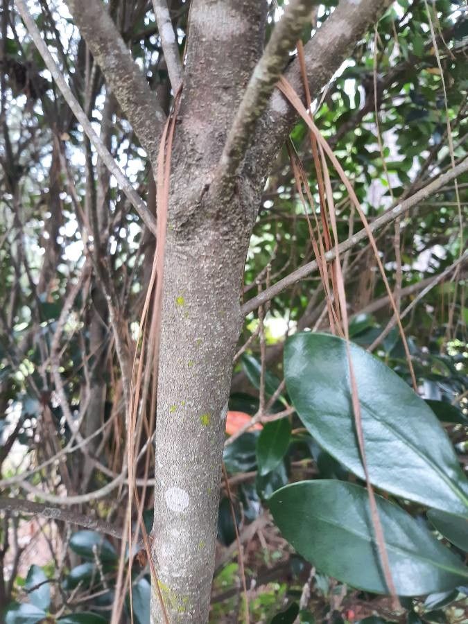 Ternstroemia gymnanthera bark