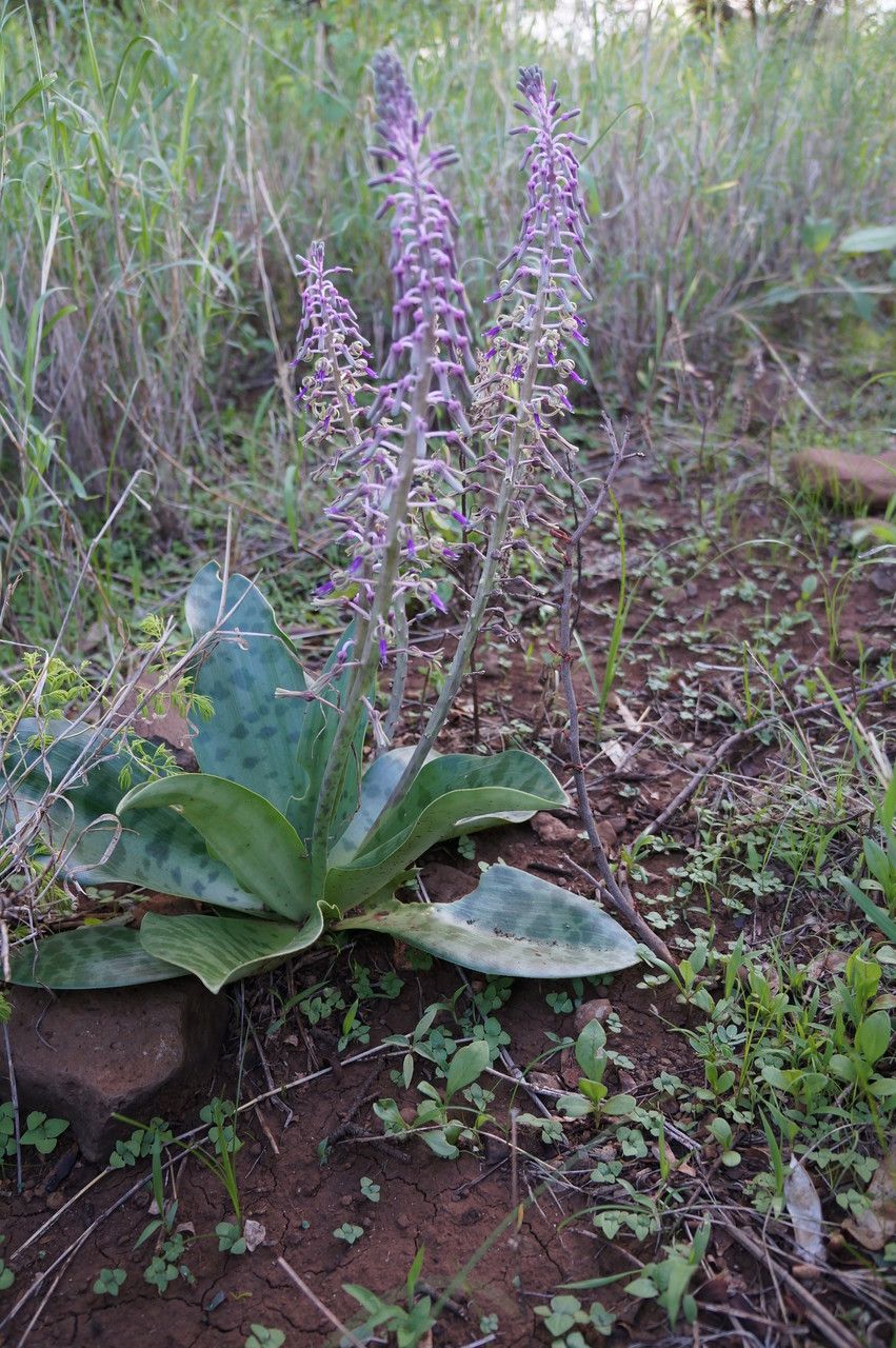 Ledebouria revoluta habit