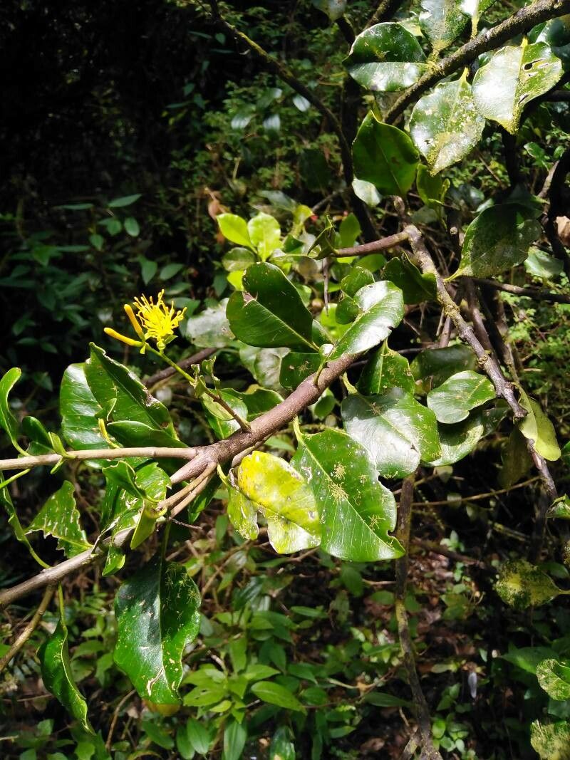 Gaiadendron punctatum — houseplant care guide