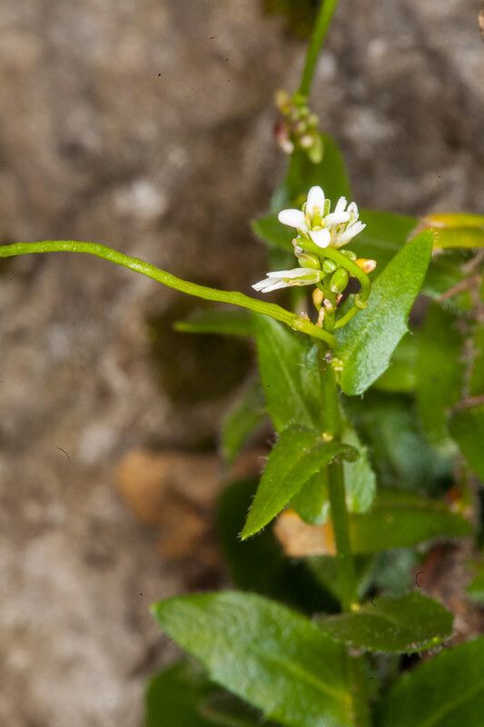 Arabis nova flower