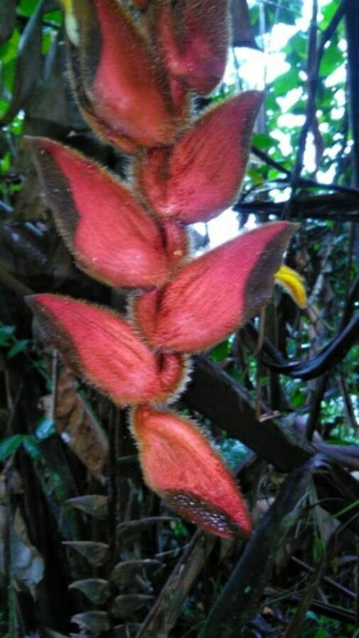 Heliconia danielsiana flower