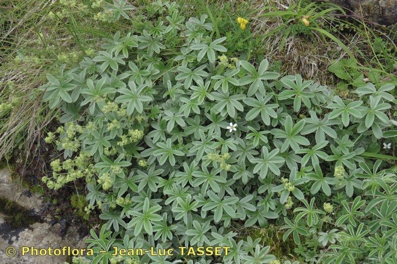 Alchemilla amphisericea habit