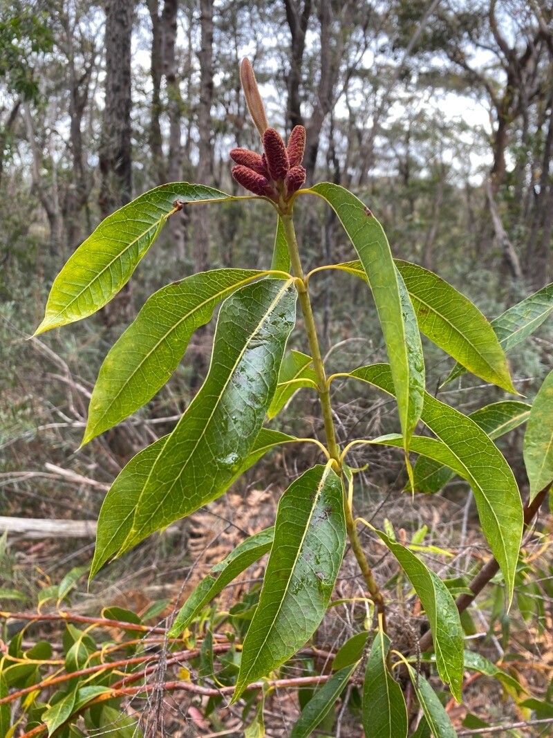 Xylomelum pyriforme — search result for 'Proteaceae'
