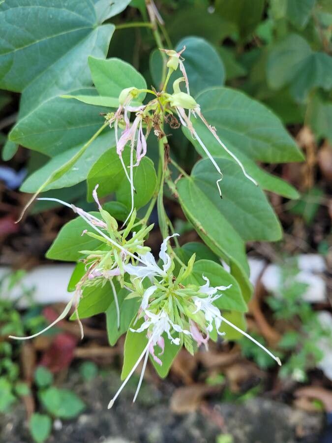 Bauhinia divaricata flower