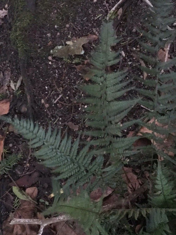 Polystichum luctuosum — search result for 'China and Vietnam'
