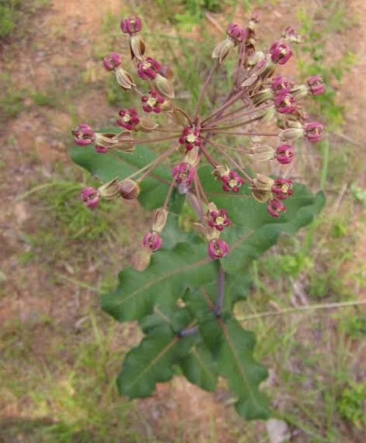 Asclepias amplexicaulis flower