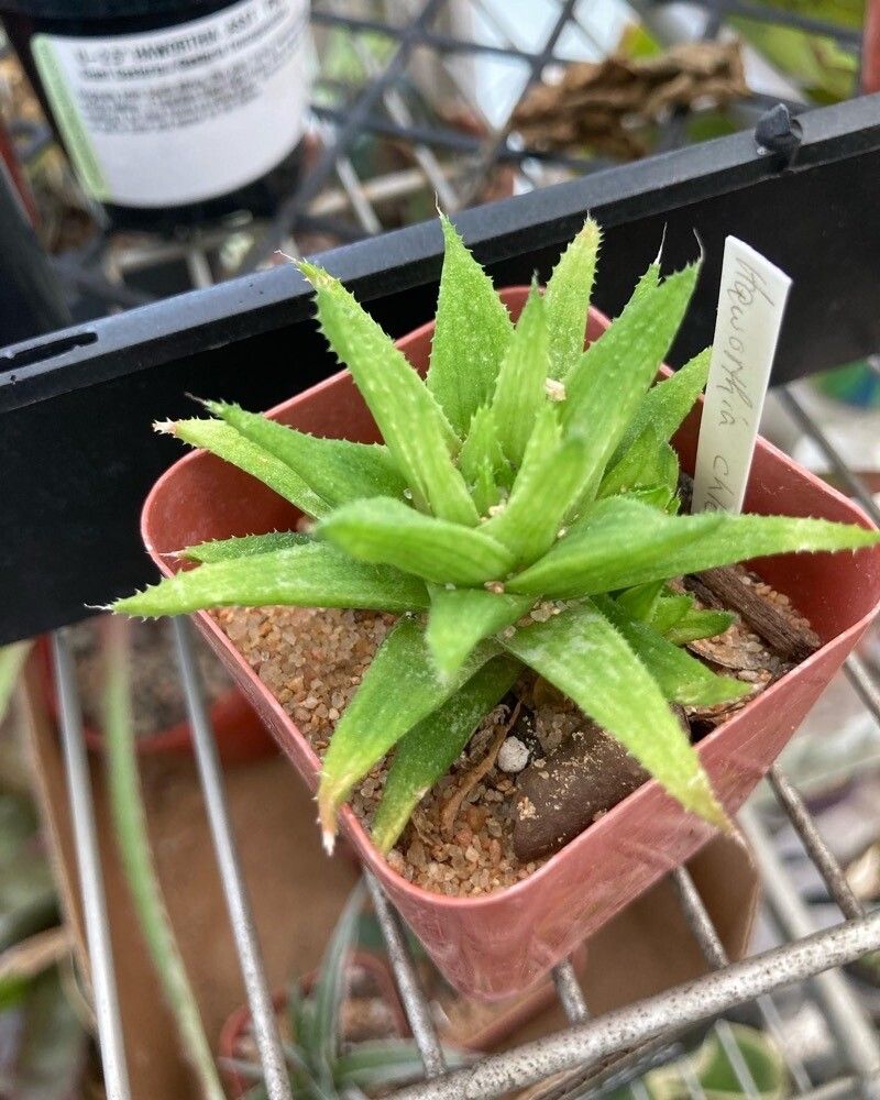 Haworthia chloracantha leaf