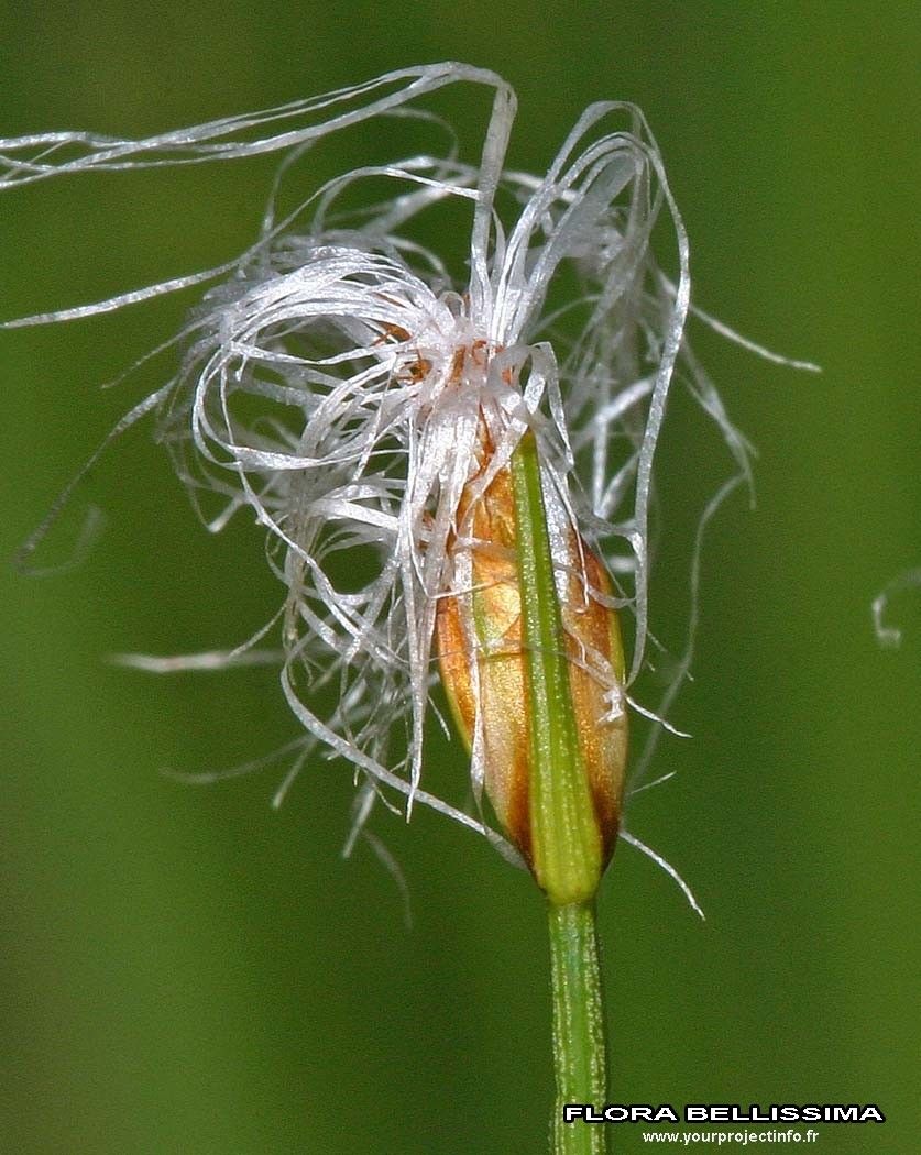 Trichophorum alpinum fruit