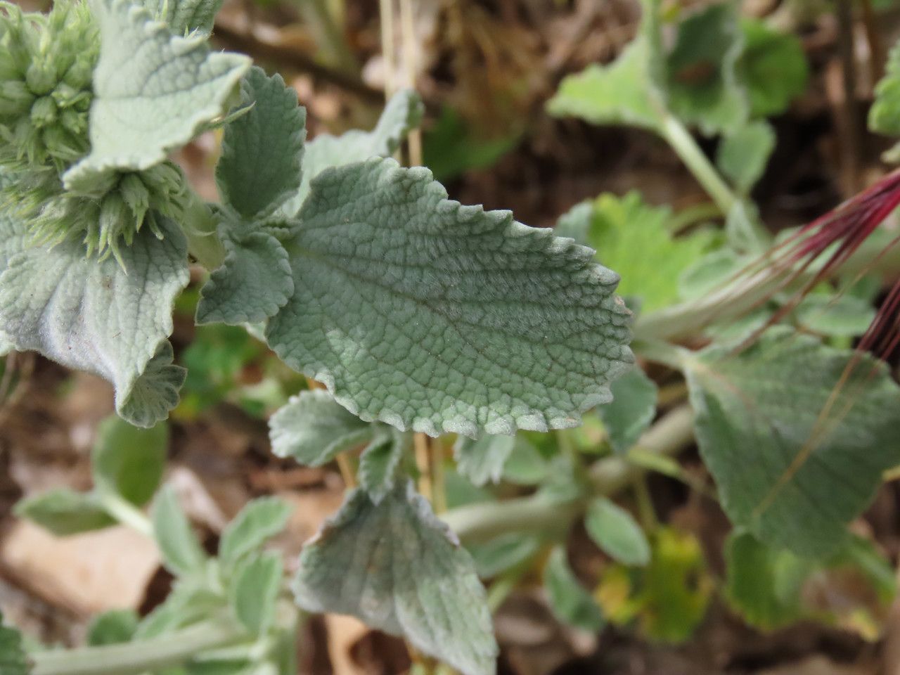 Marrubium incanum leaf