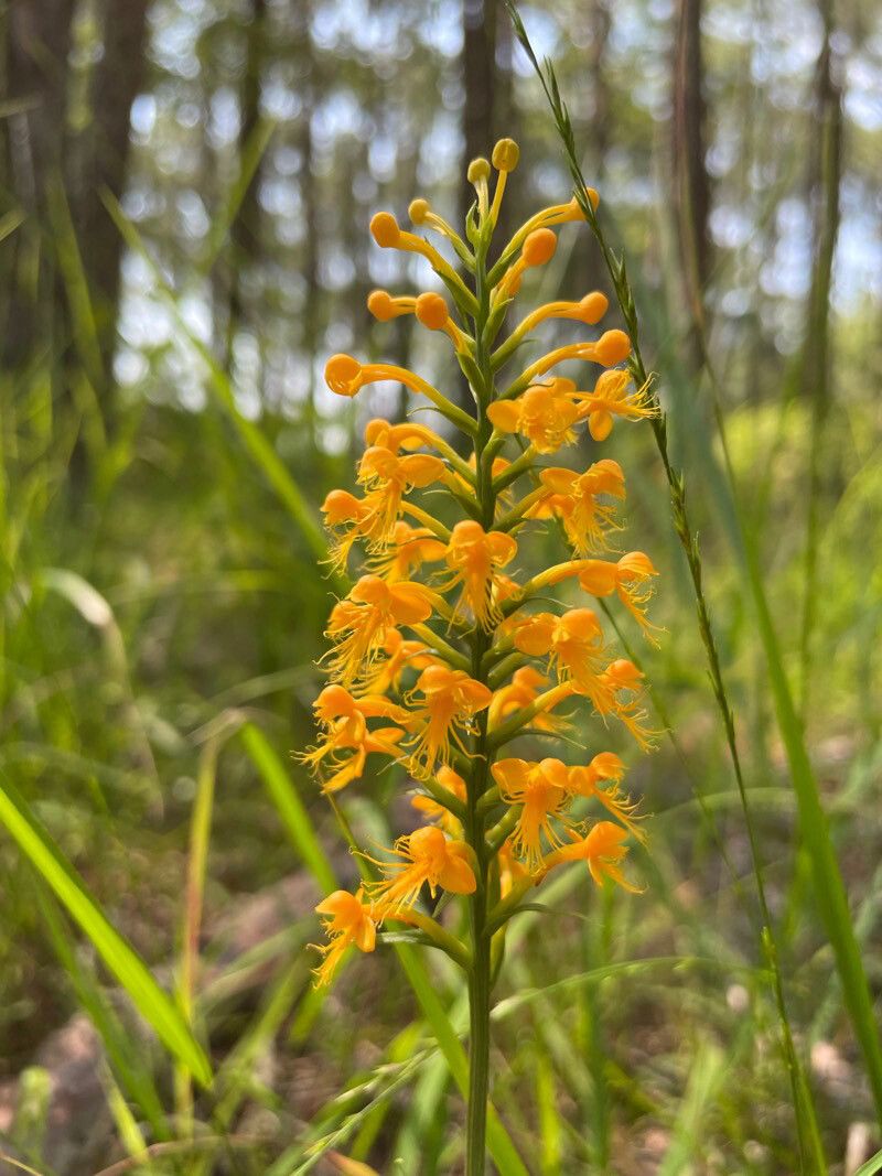 Platanthera cristata flower