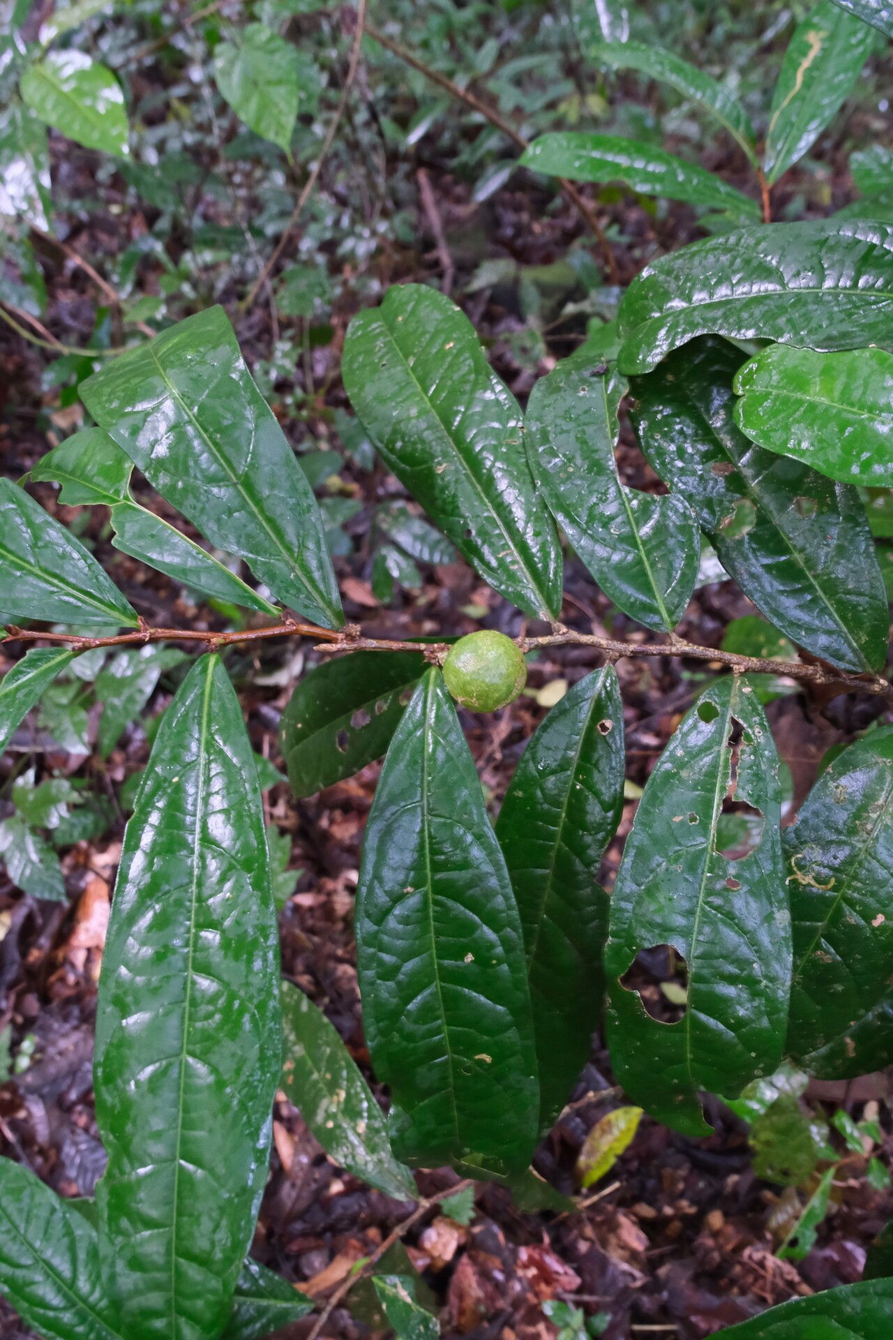 Casearia combaymensis — houseplant care guide