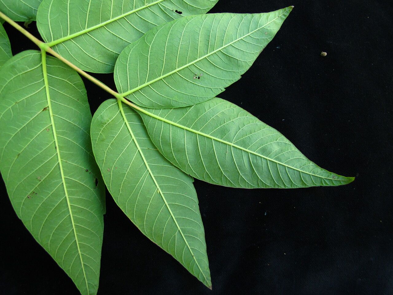 Rhus punjabensis — search result for 'Rhus'