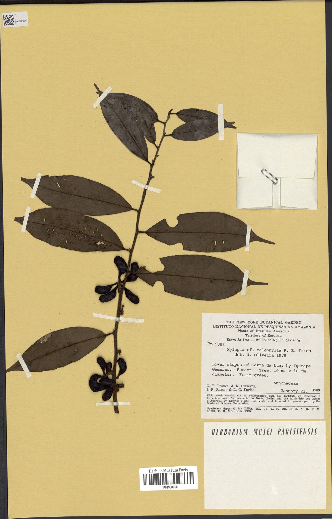 Xylopia calophylla fruit