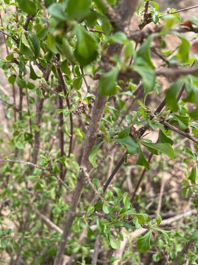 Turraea parvifolia bark