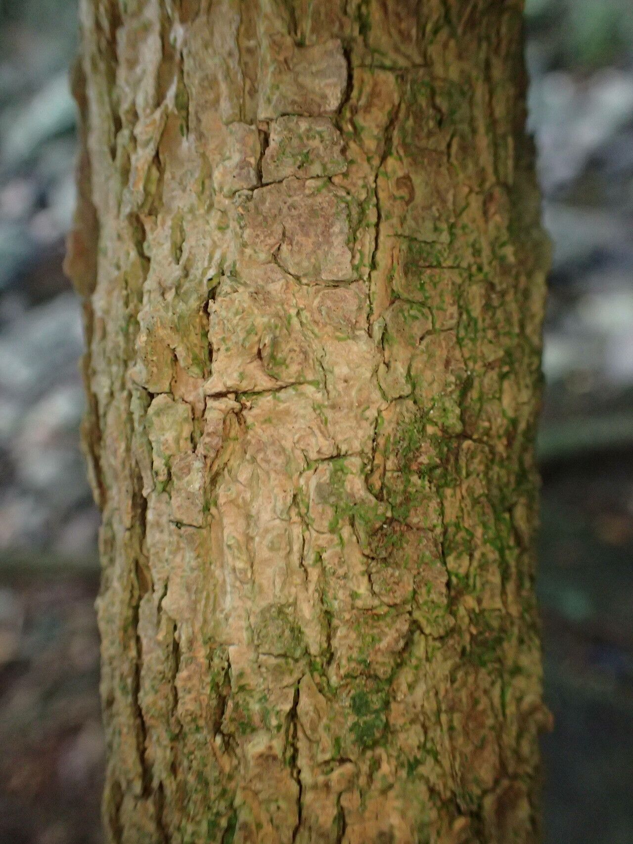 Psychotria microdon bark