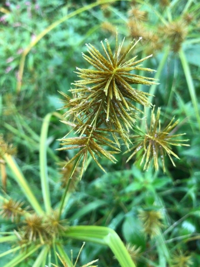 Cyperus strigosus flower