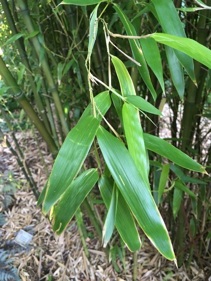 Phyllostachys atrovaginata leaf