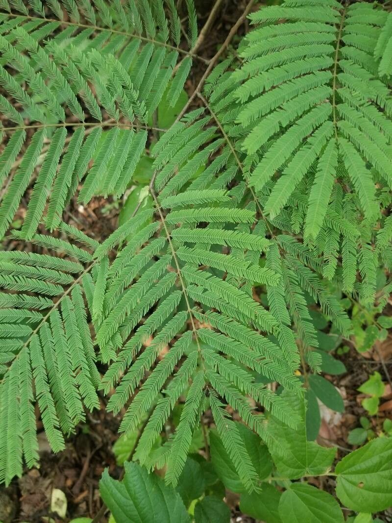 Lysiloma auritum — related species from the same genus