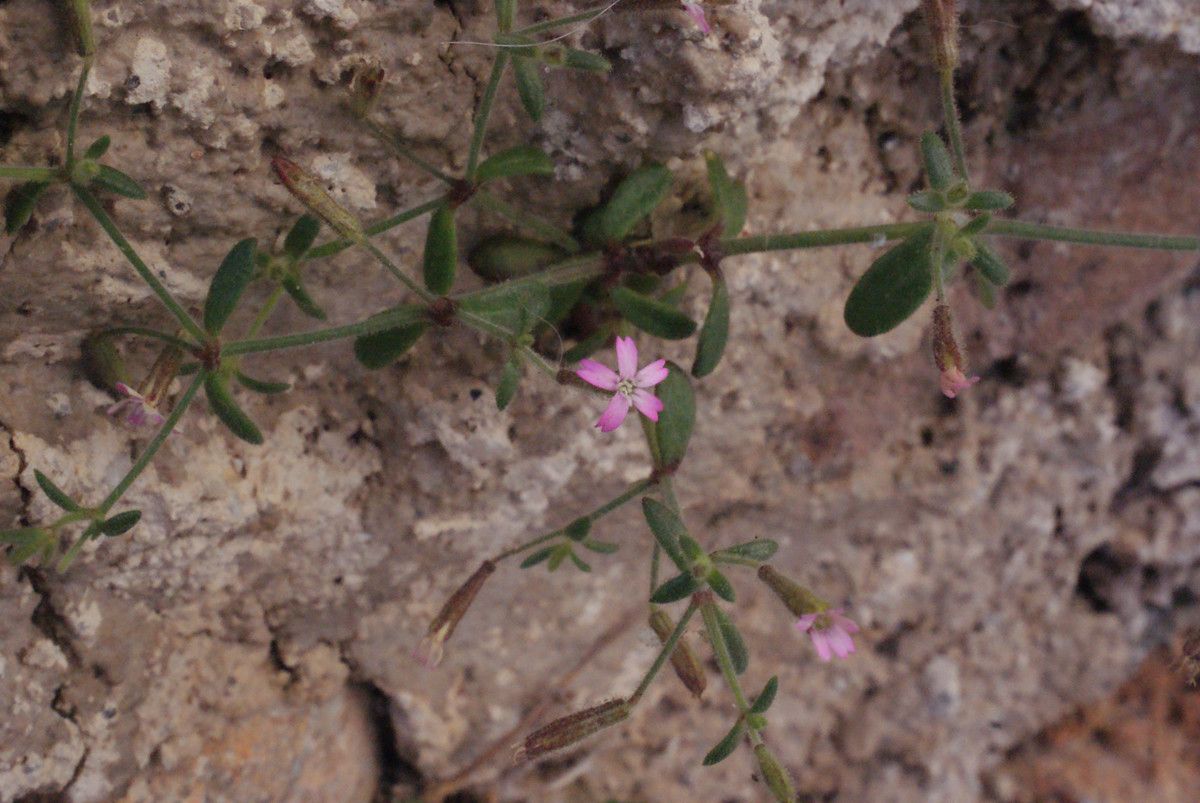 Silene pinetorum — houseplant care guide