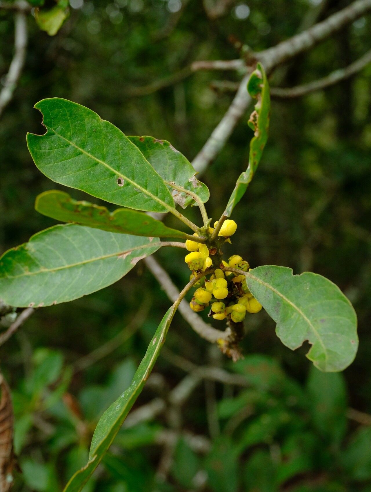 Uapaca sansibarica — houseplant care guide