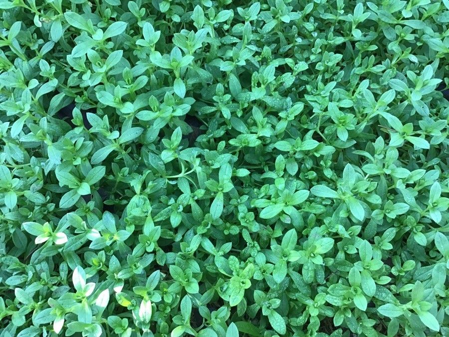 Cerastium gibraltaricum habit