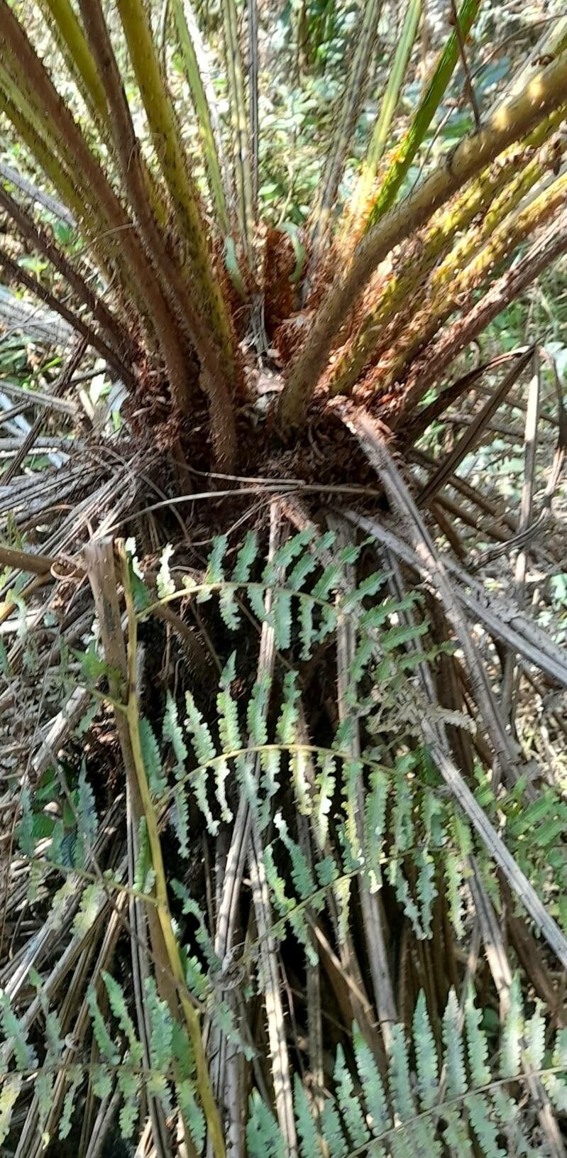 Cyathea atrovirens bark
