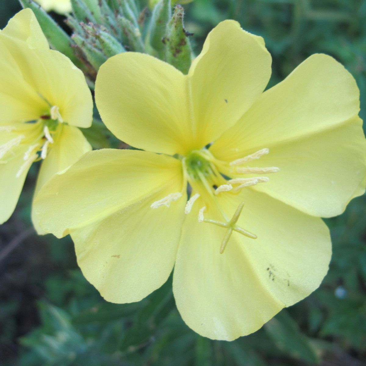 Oenothera cambrica flower