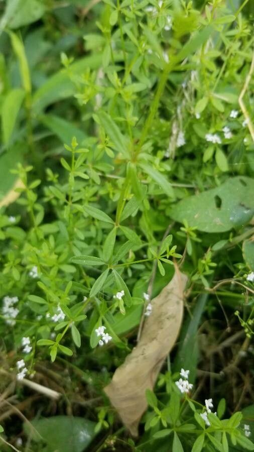Galium obtusum — houseplant care guide