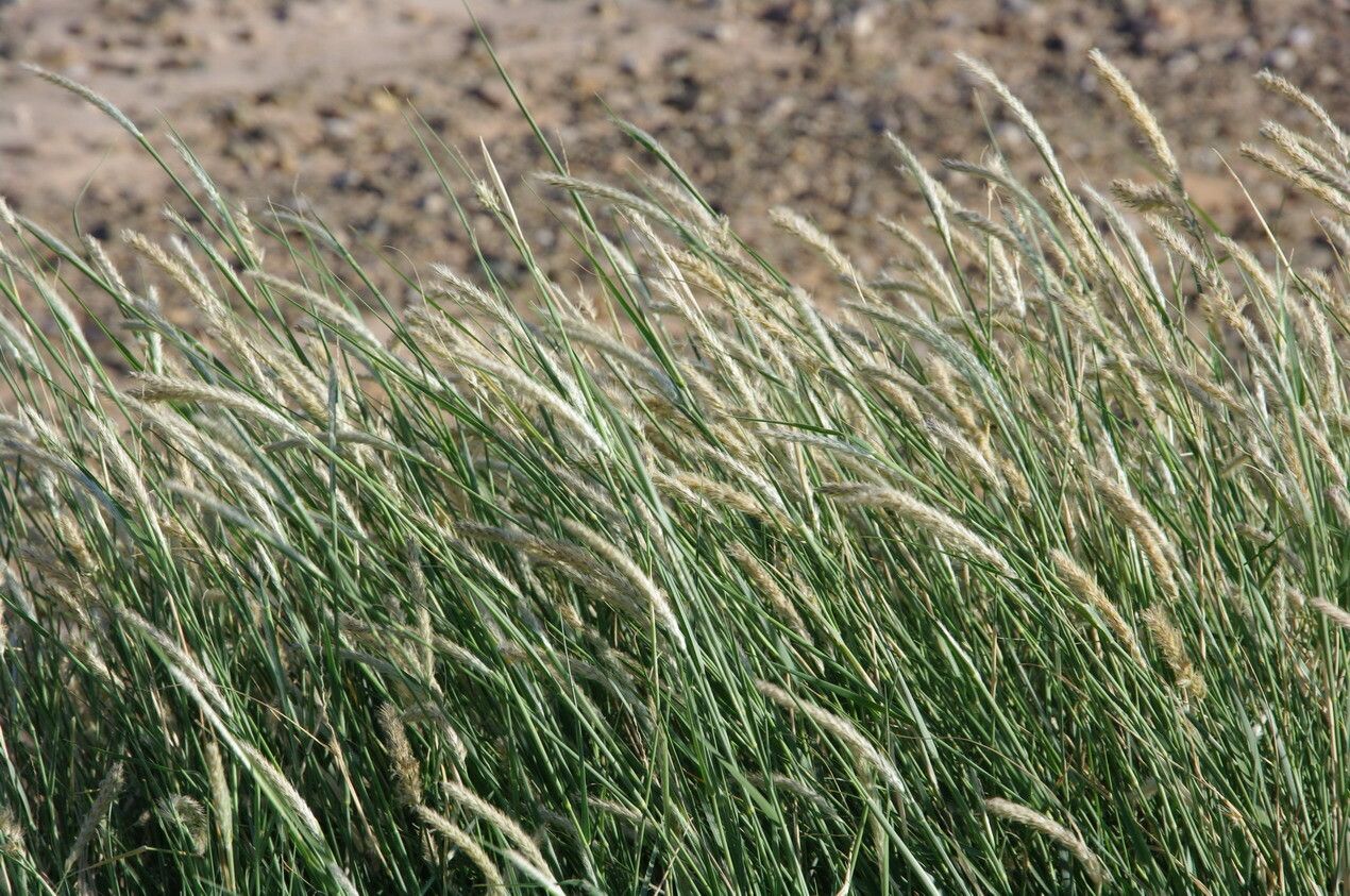 Lasiurus scindicus flower