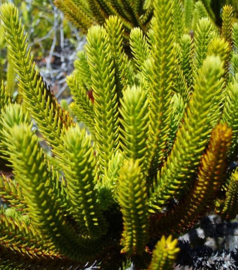 Neocallitropsis pancheri — search result for 'Araucaria'