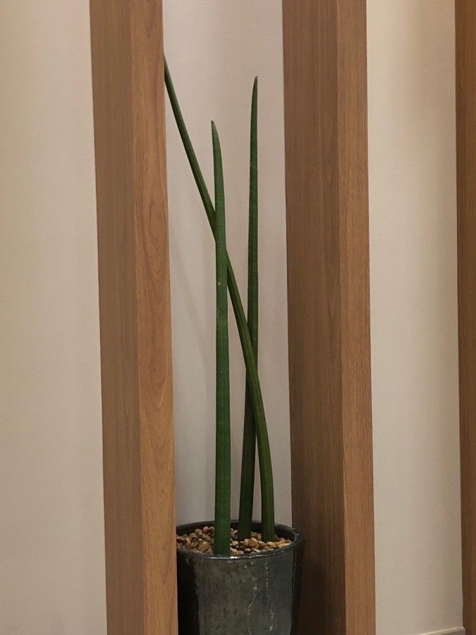 Sansevieria spp. fruit