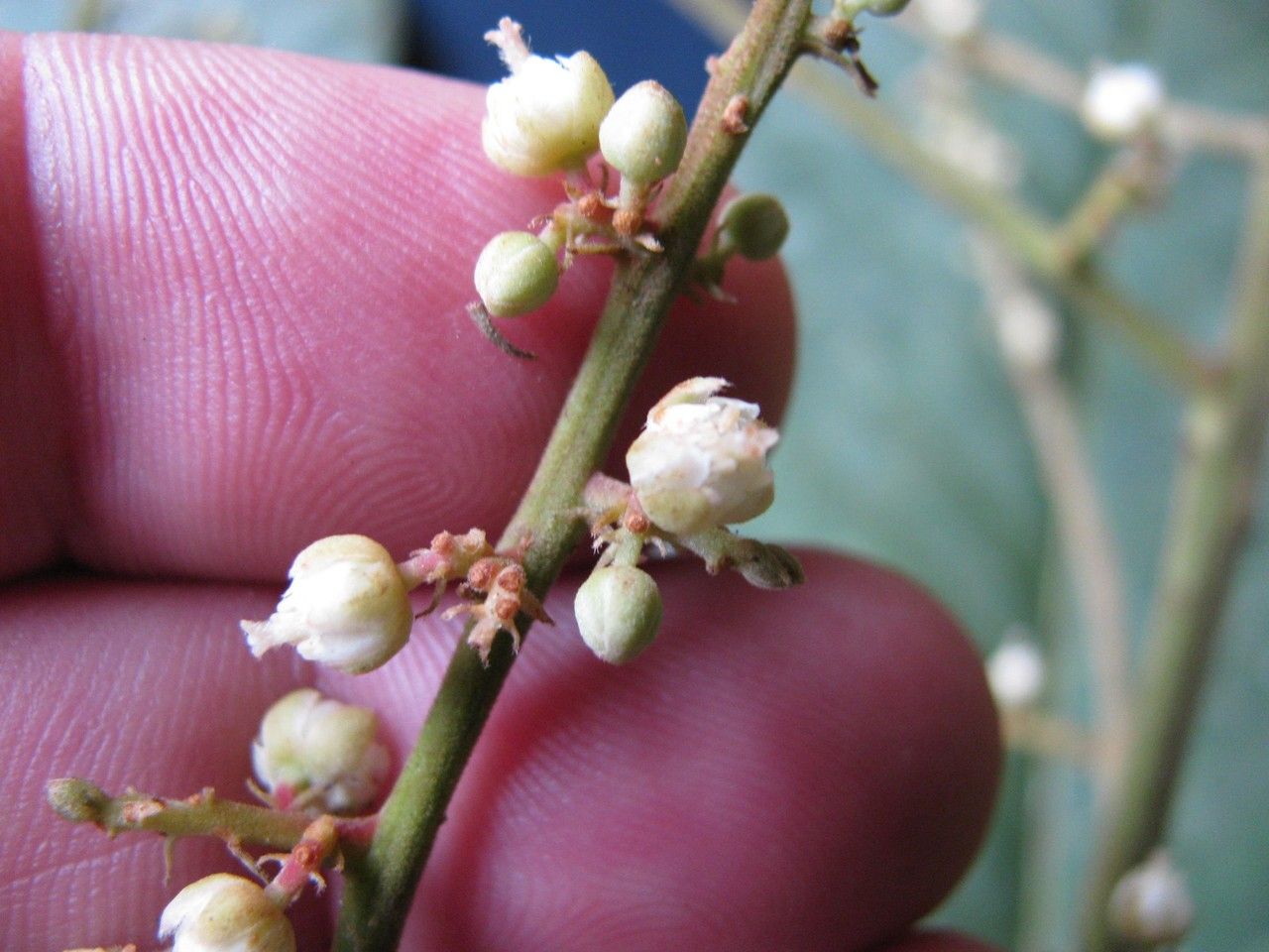 Cupania livida other