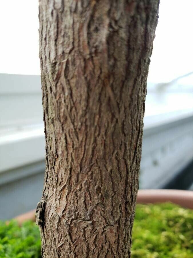 Rhododendron goodenoughii bark
